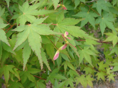 DSC04186.JPG