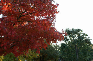 DSC04130.jpg