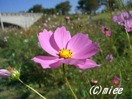 CIMG3549c.JPG