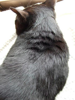 50クロカサタケ