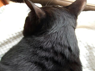 55クロカサタケその２