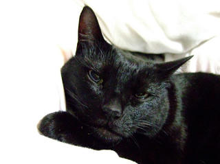 セルフあごのせ。