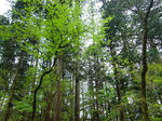 resize0275.jpg