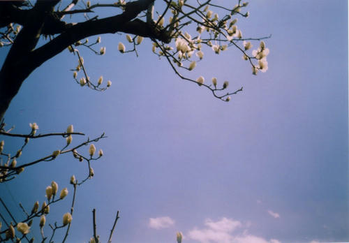 mokuren