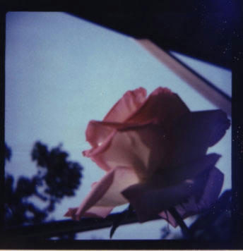 polga rose