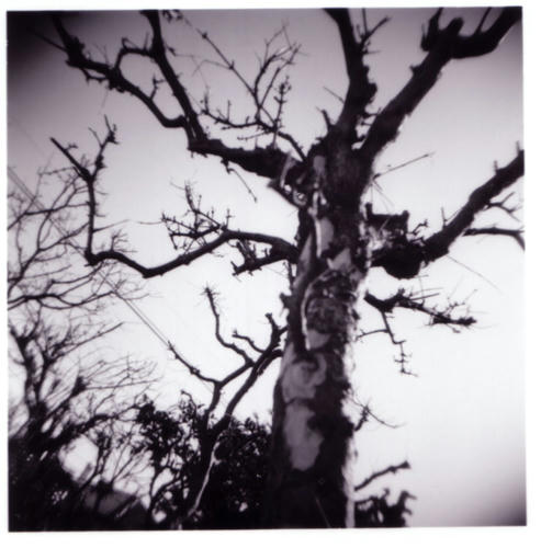 holga zakuro