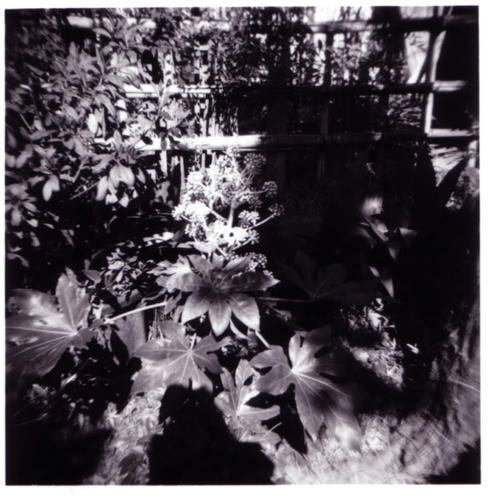 holga yatsude