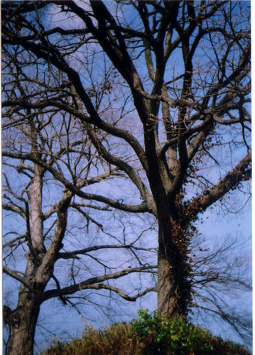 woods