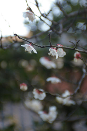 IMGP2718.JPG