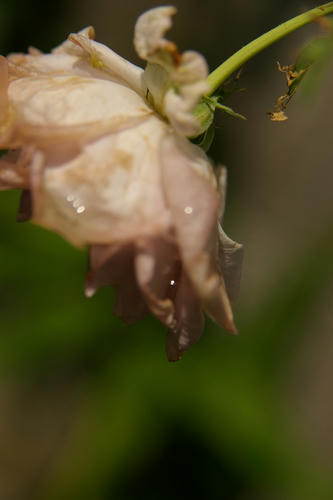 IMGP3916.JPG