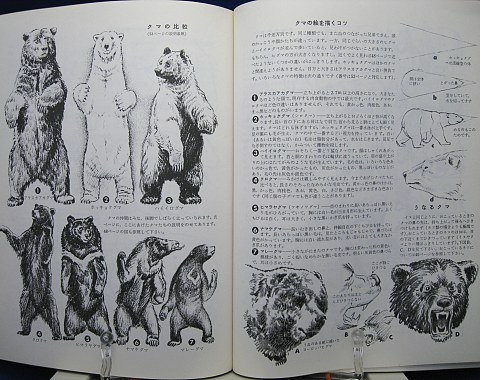 動物の描き方 Cqコミックスタジオ