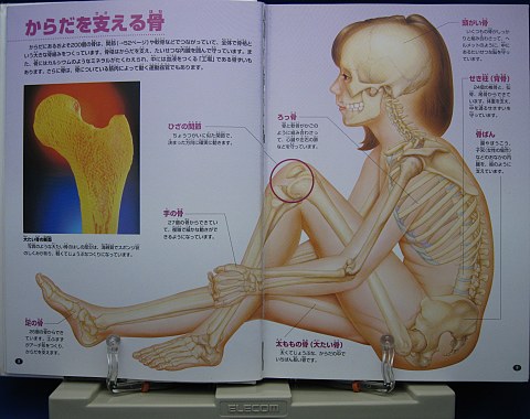 人のからだ中身02