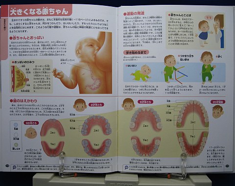 人のからだ中身08