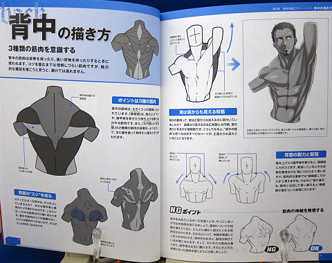 魅せる！男の筋肉を描く中身03