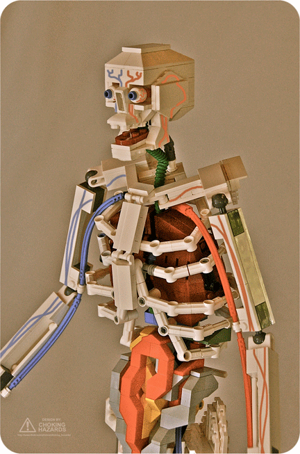 LEGO解剖模型