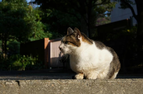 101006＠西郷山公園