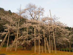 薄墨桜