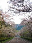 寺尾ヶ原千本桜