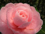 IMG_2984.jpg