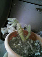 blog2009_4-28_1.jpg