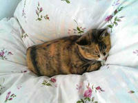 blog2009_4-28_3.jpg