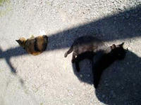blog2009_5-14_5.jpg