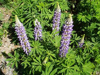 blog2009_5-14_8.jpg