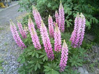 blog2009_5-21_1.jpg