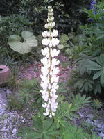 blog2009_5-21_3.jpg