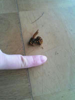 blog2009_5-21_4.jpg