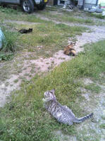 blog2009_6-25_2.jpg