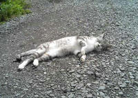 blog2009_7-8_1.jpg