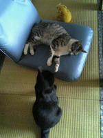 blog2009_7-23_5.jpg