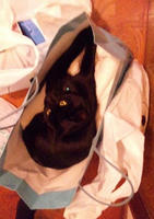 blog2009_10-22_7.jpg