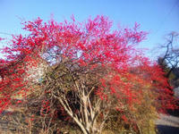 blog2009_12-6_2.jpg