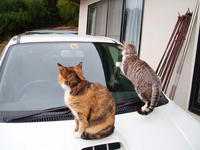 blog2010_4-7_6.jpg