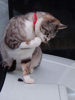 blog2010_4-7_11.jpg