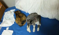 blog2010_4-17_3.jpg