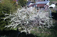 blog2010_4-21_6.jpg