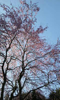 blog2010_4-21_11.jpg