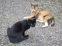 blog2010_7-4_10.jpg
