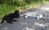 blog2010_7-23_7.jpg