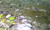 110725_1706~020001.jpg