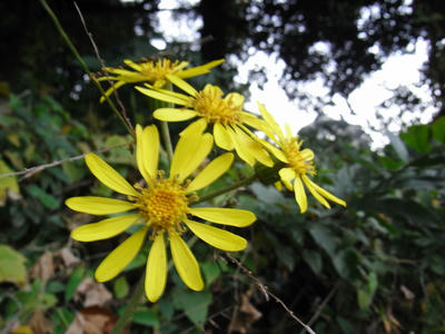 公園で見つけた黄色い花。