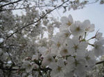 IMG_2508.JPG