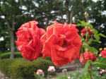 IMG_2971.JPG