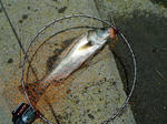 DSCF0128.jpg