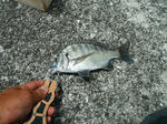 DSCF0129.jpg