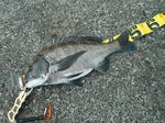 DSCF0130.jpg