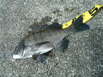DSCF0133.jpg